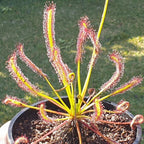 Drosera capensis sundew in a pot, with long green leaves tipped in red dew