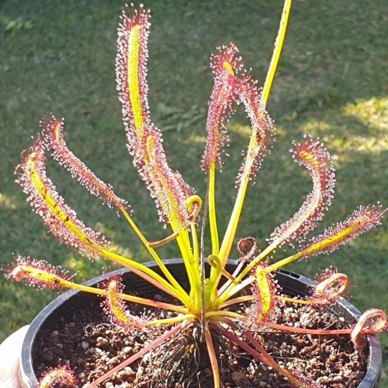 Single potted Drosera capensis (Cape Sundew) plant with glistening red dew-covered leaves, shown as a typical nursery-grown specimen.