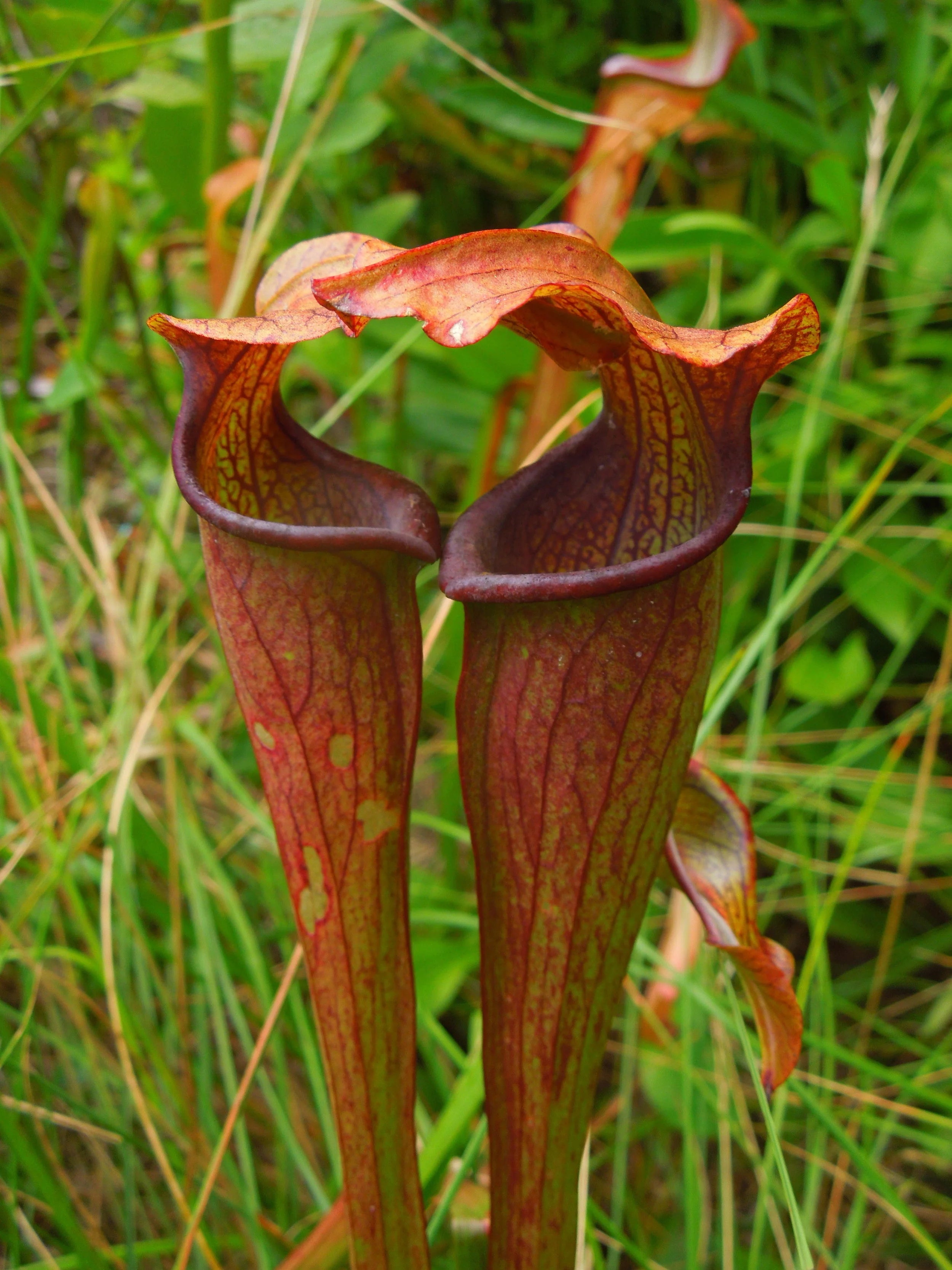 Sarracenia rubra ssp. jonesii (Mountain Sweet Pitcher Plant)