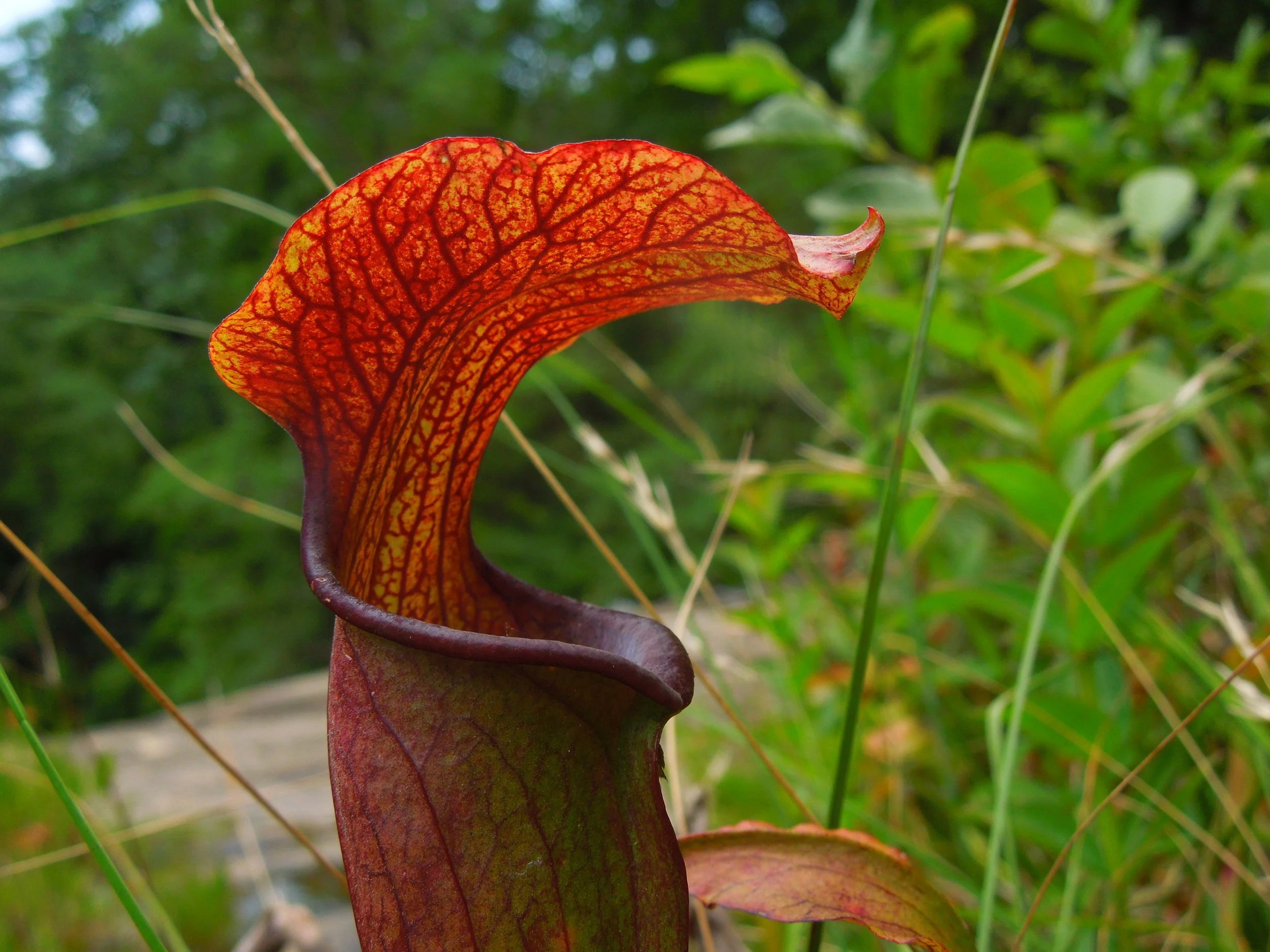 Sarracenia rubra ssp. jonesii (Mountain Sweet Pitcher Plant)
