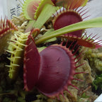 Close-up of a red-lined Dionaea muscipula 'Giant Form' Venus flytrap trap growing in moss