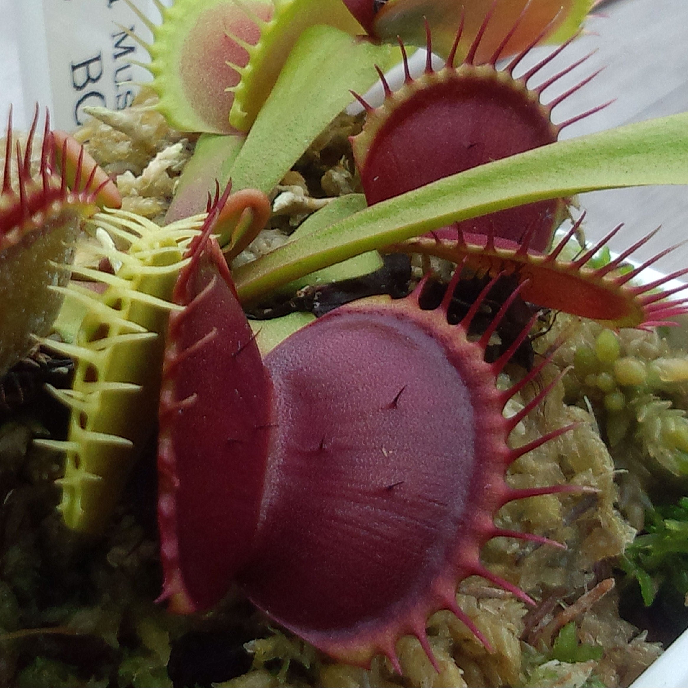 Dionaea muscipula 'Giant Form'