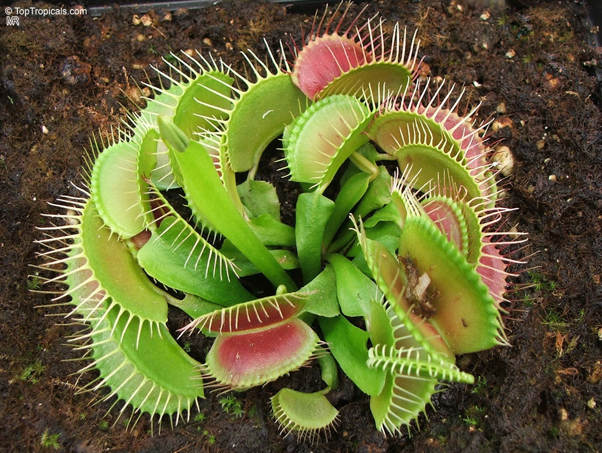 Dionaea muscipula 'Clumping Form'
