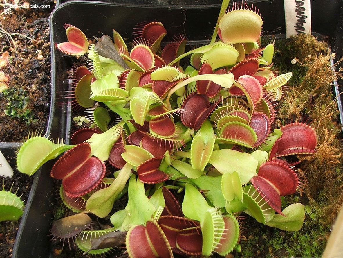 Dionaea muscipula 'Clumping Form'