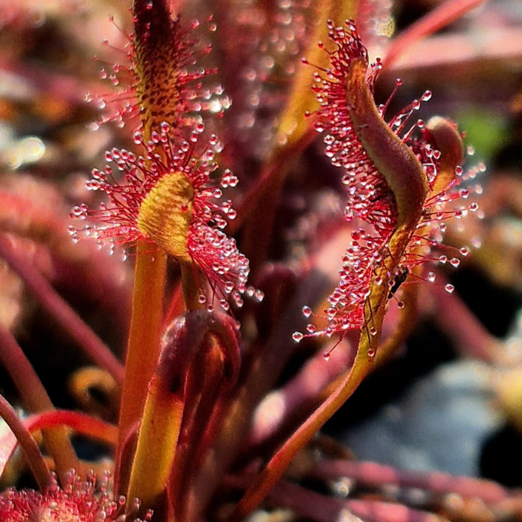 Close-up of Drosera capensis 'Dark Maroon' sundew leaves, one curling inward