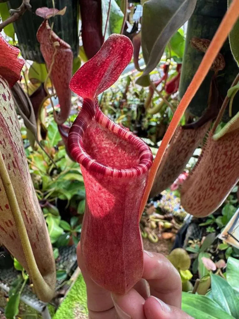 Nepenthes Briggsiana (N. ventricosa x lowii)
