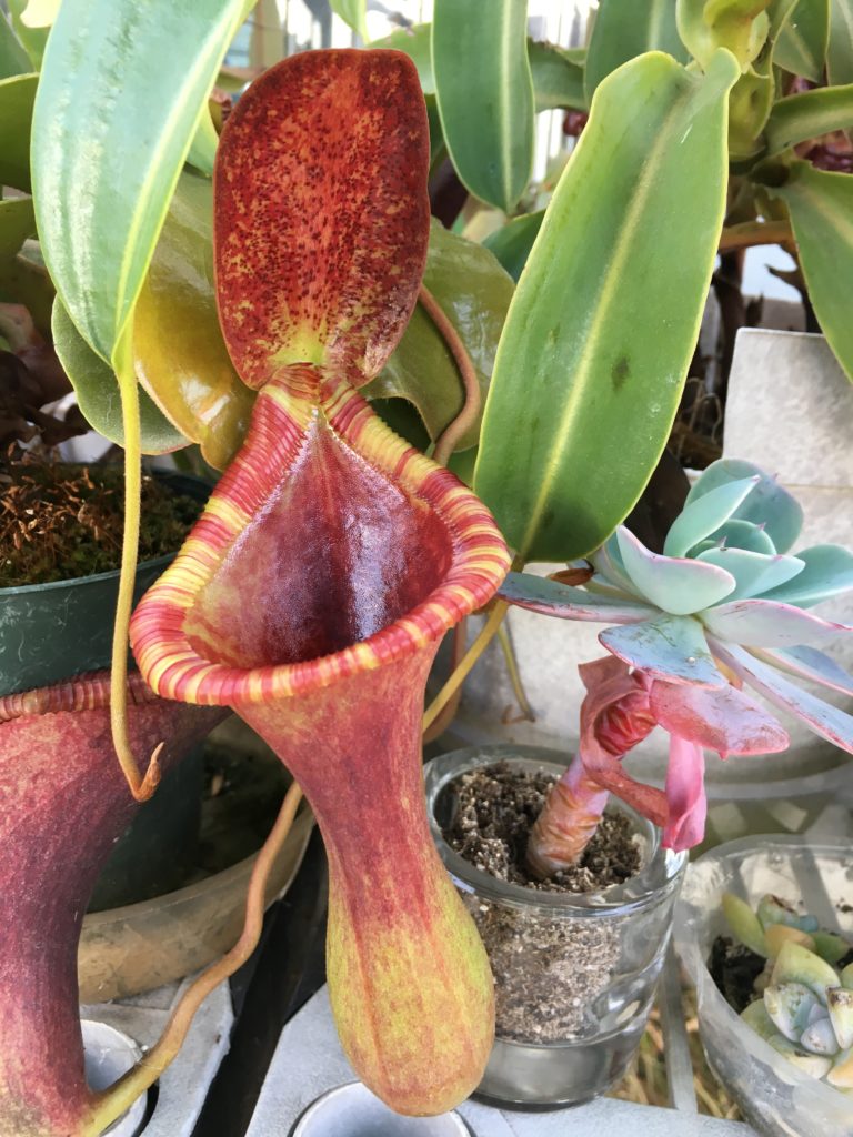 Nepenthes Briggsiana (N. ventricosa x lowii)