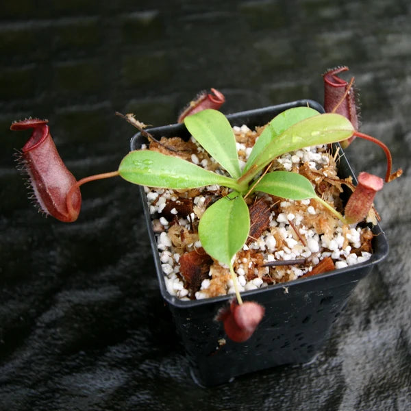 Nepenthes Briggsiana (N. ventricosa x lowii)