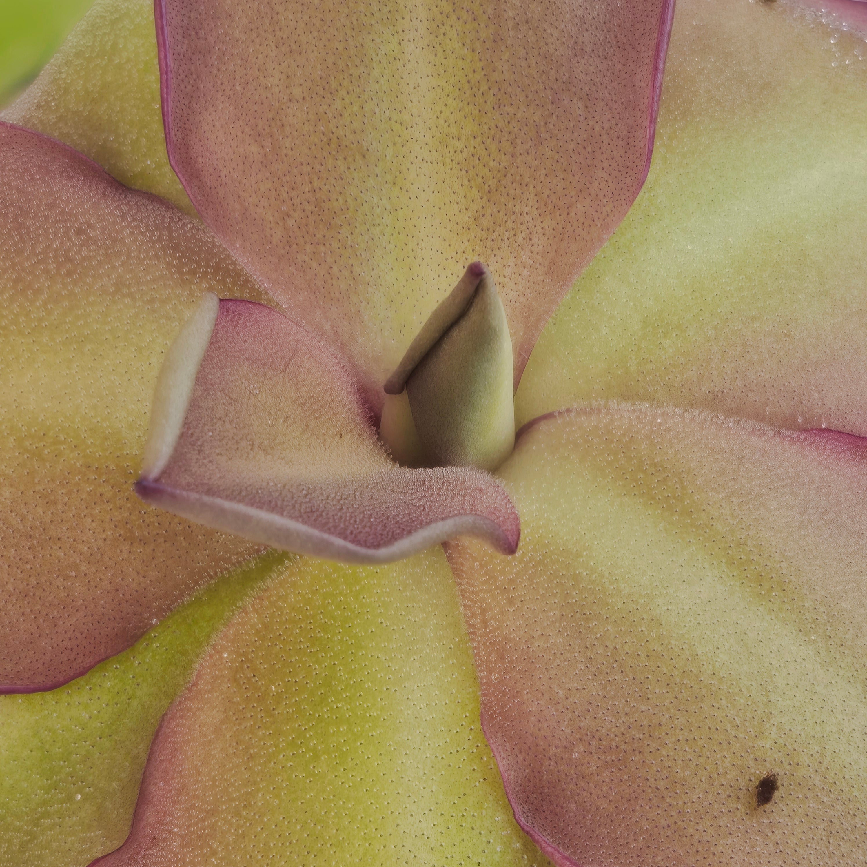 Pinguicula 'Dusky Heart'