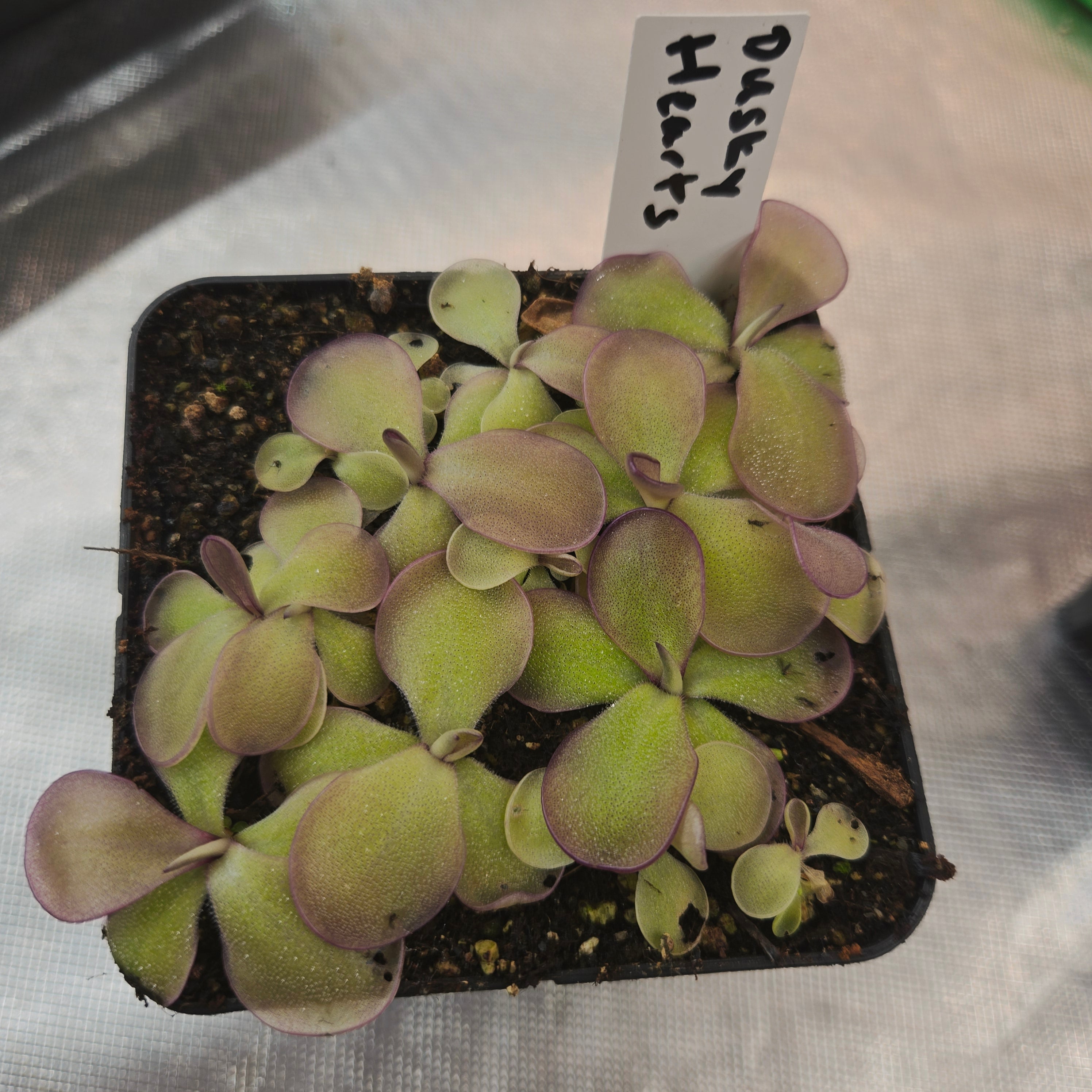 Pinguicula 'Dusky Heart'