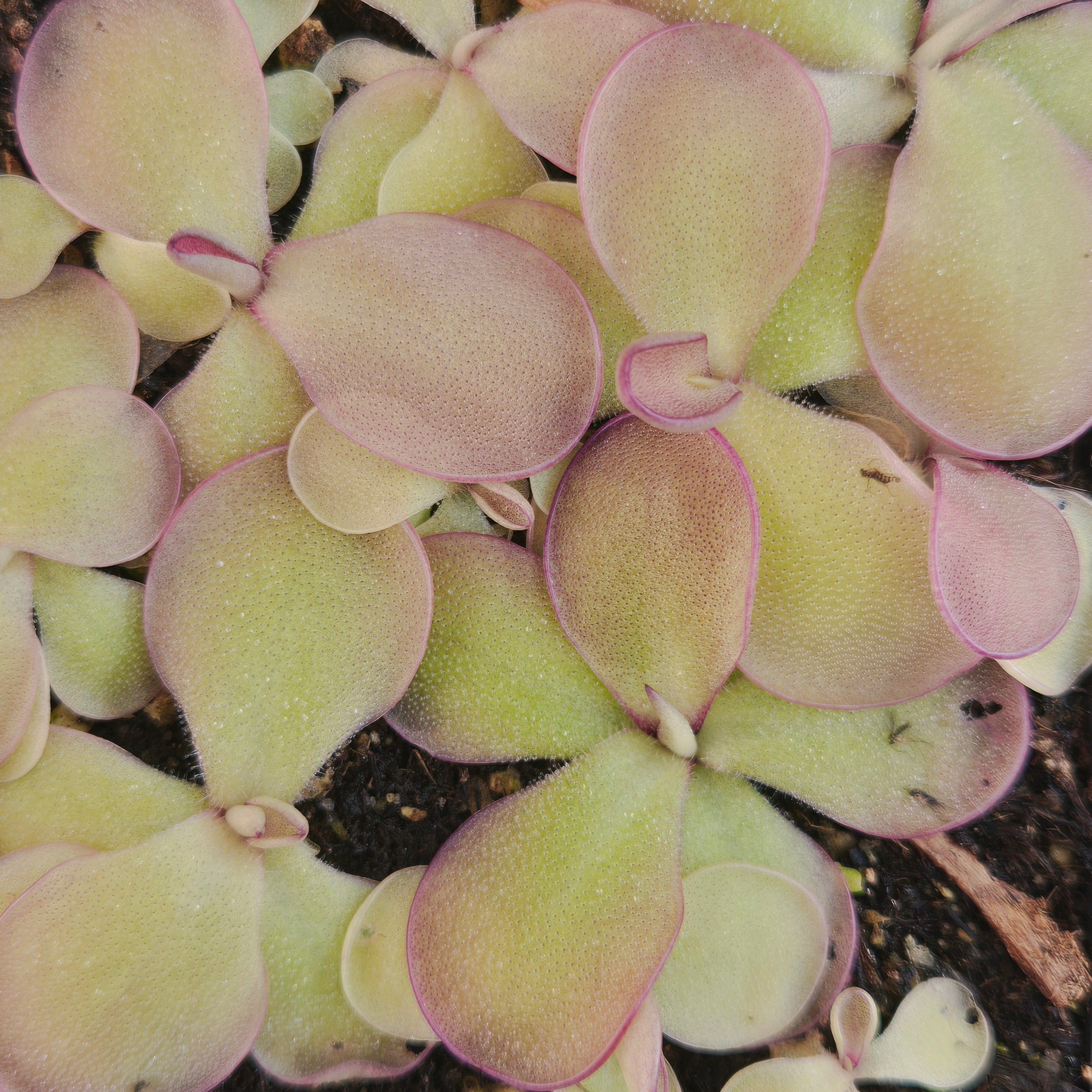 Pinguicula 'Dusky Heart'