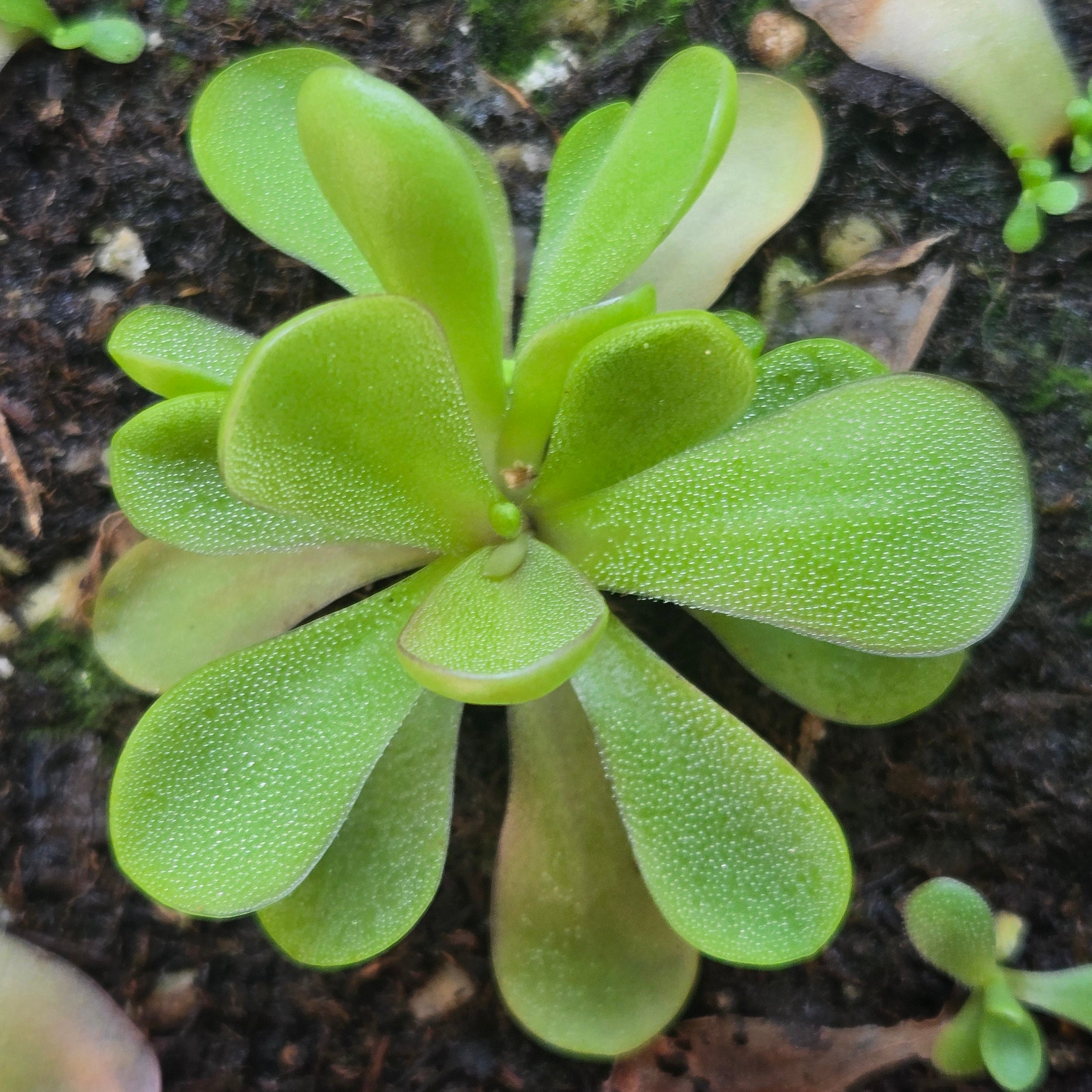 Pinguicula agnata x emarginata