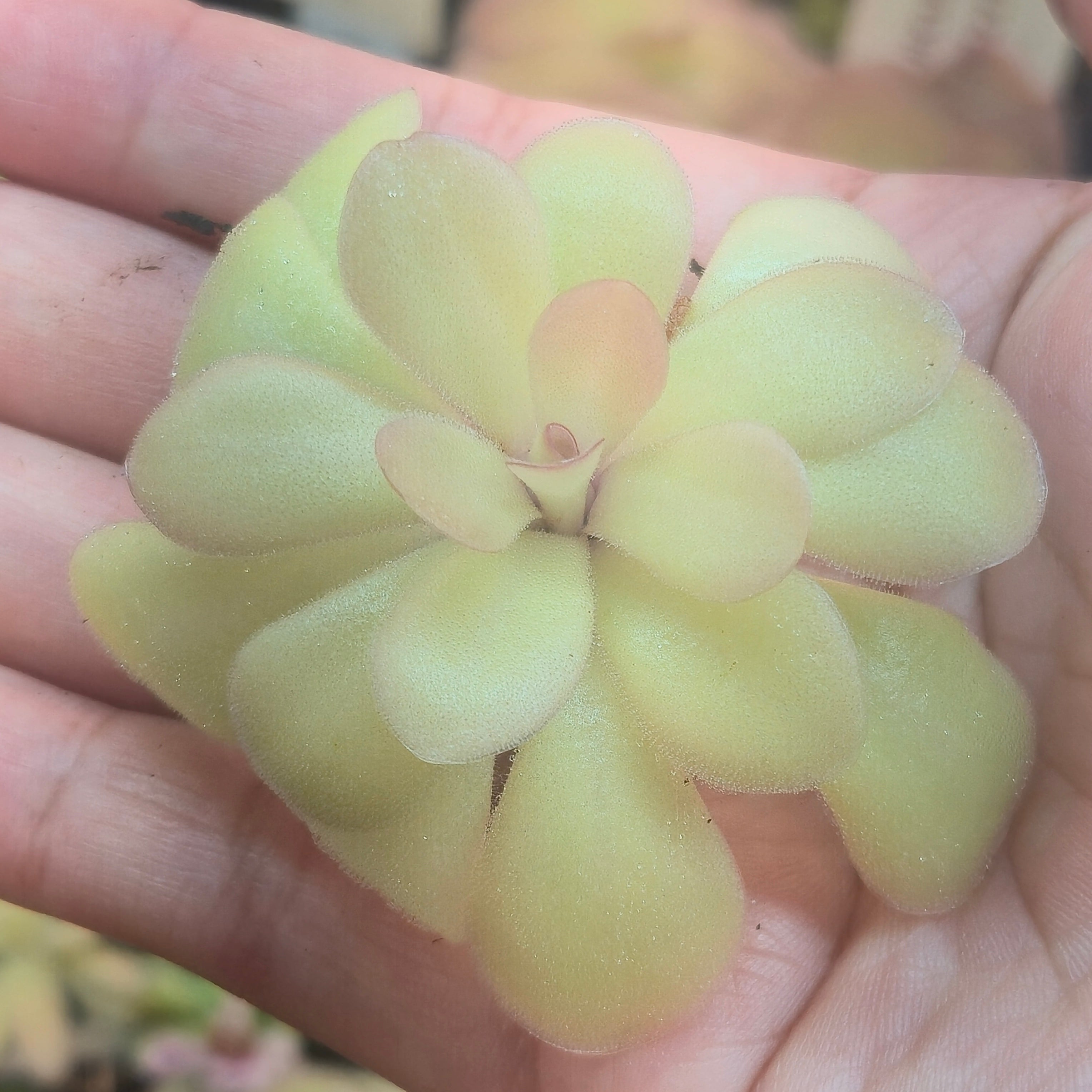 Pinguicula 'Marciano'