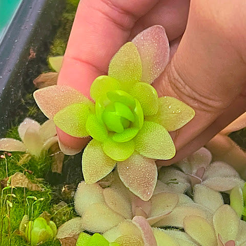 Pinguicula 'Marciano'