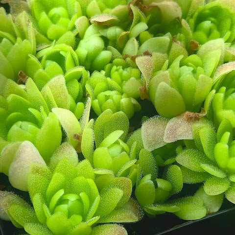 Pinguicula 'Marciano'