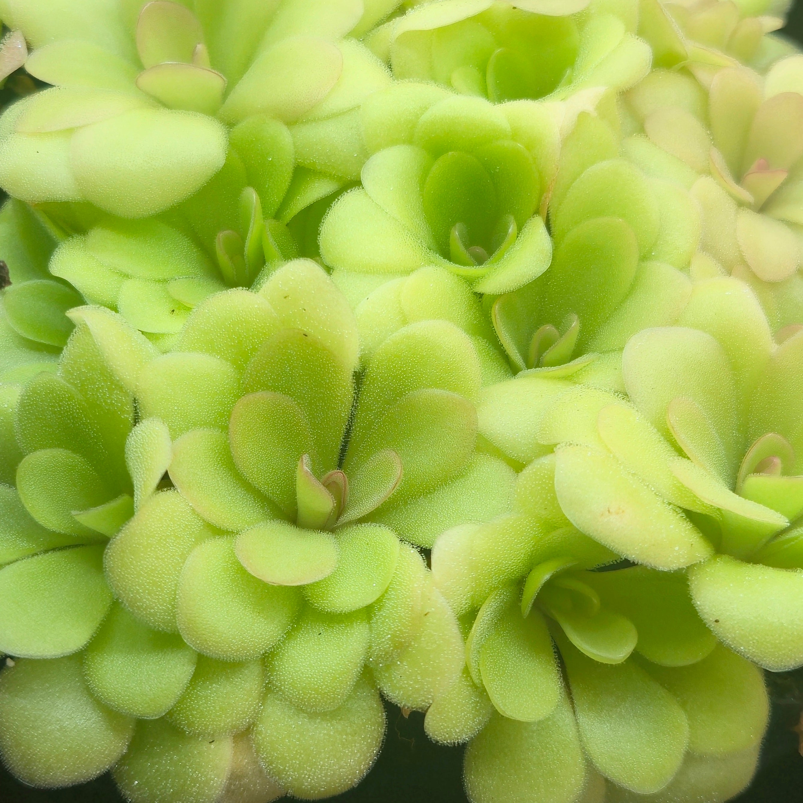 Pinguicula 'Marciano'