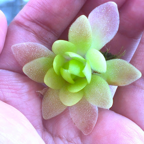 Pinguicula 'Marciano'