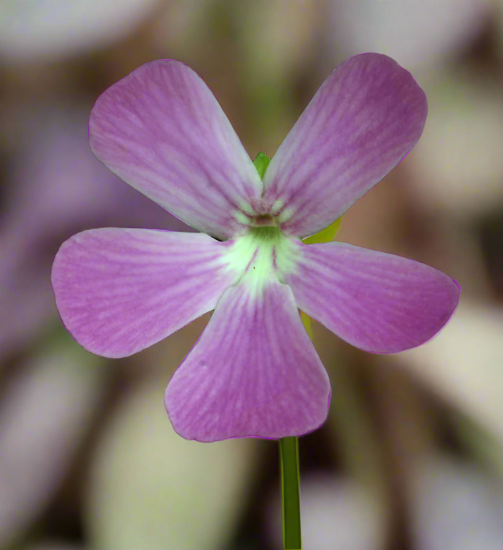 Pinguicula moranensis var. roseii