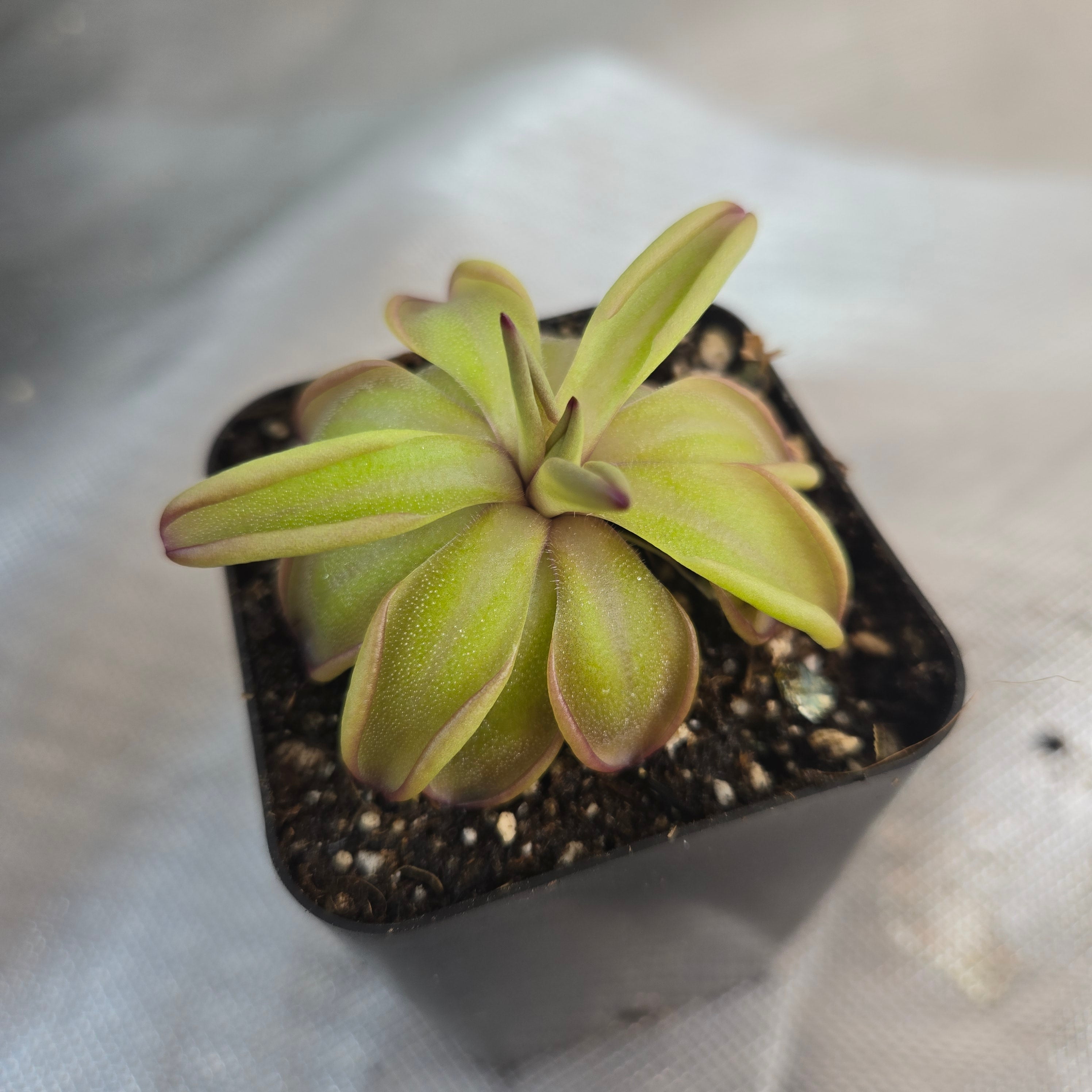 Pinguicula emarginata x hemiepiphytica