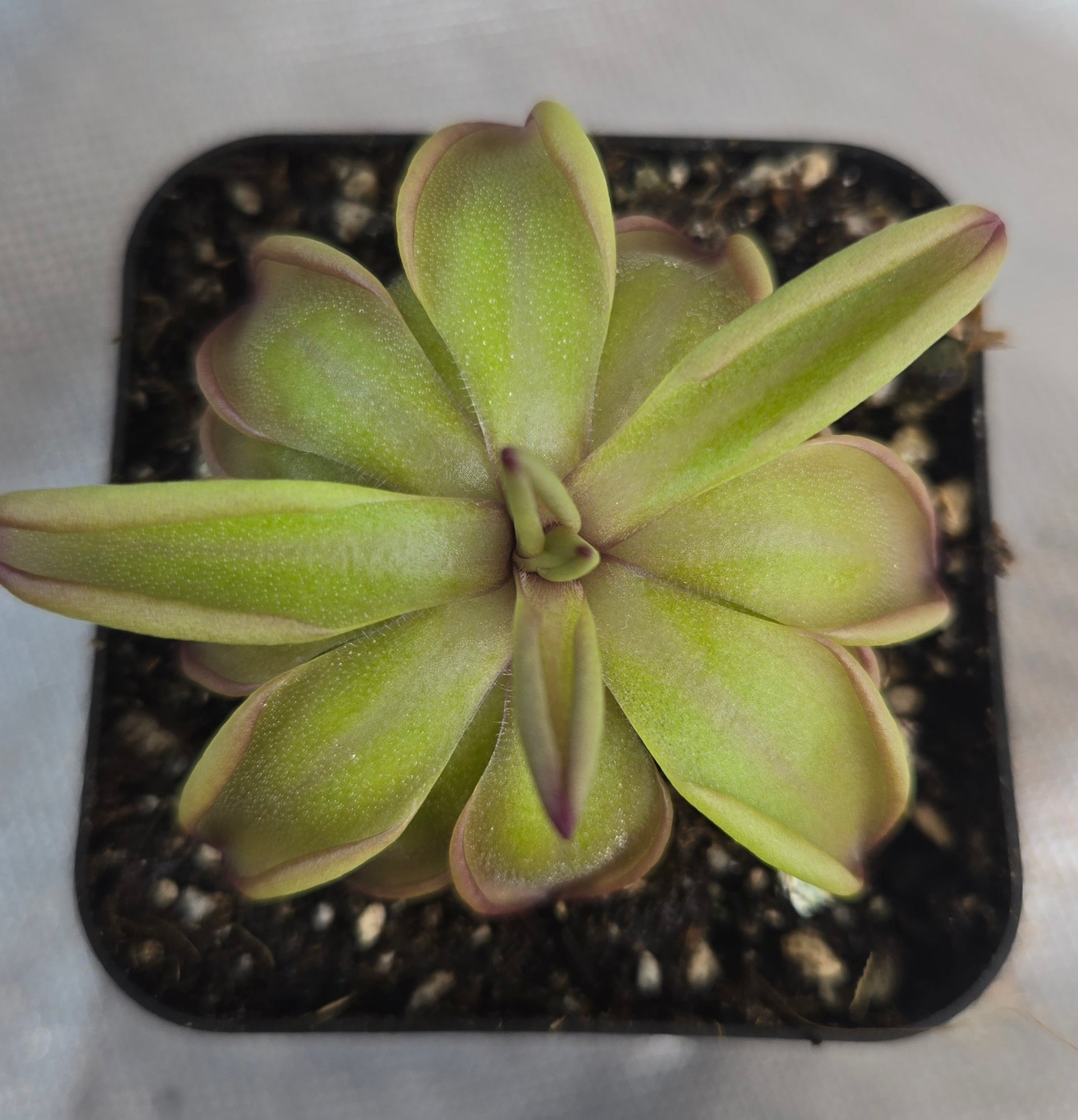 Pinguicula emarginata x hemiepiphytica