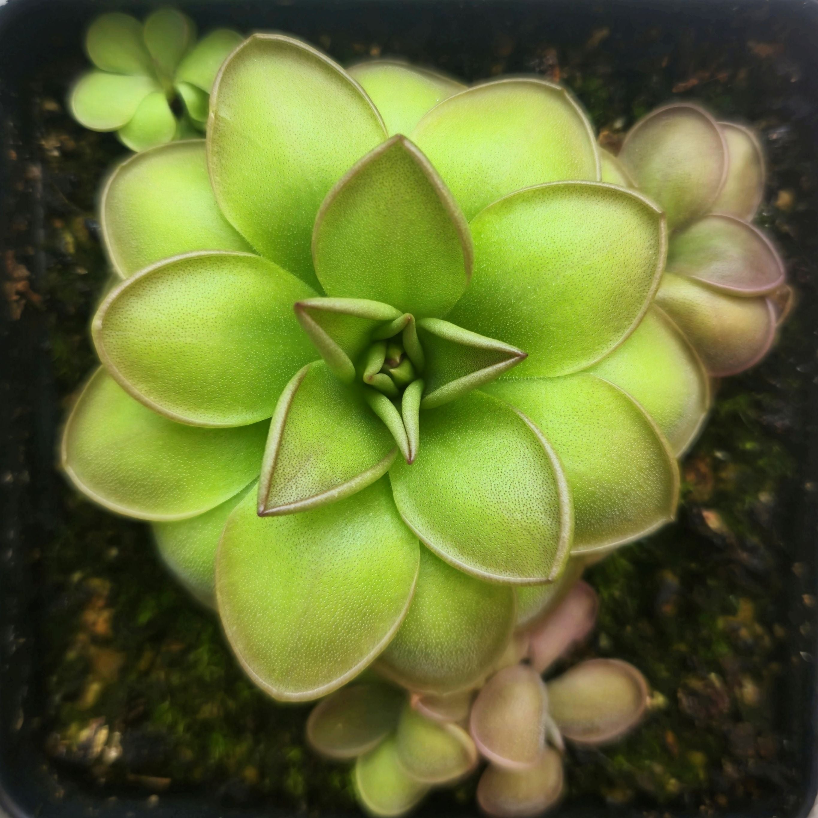 Pinguicula laueana x emarginata