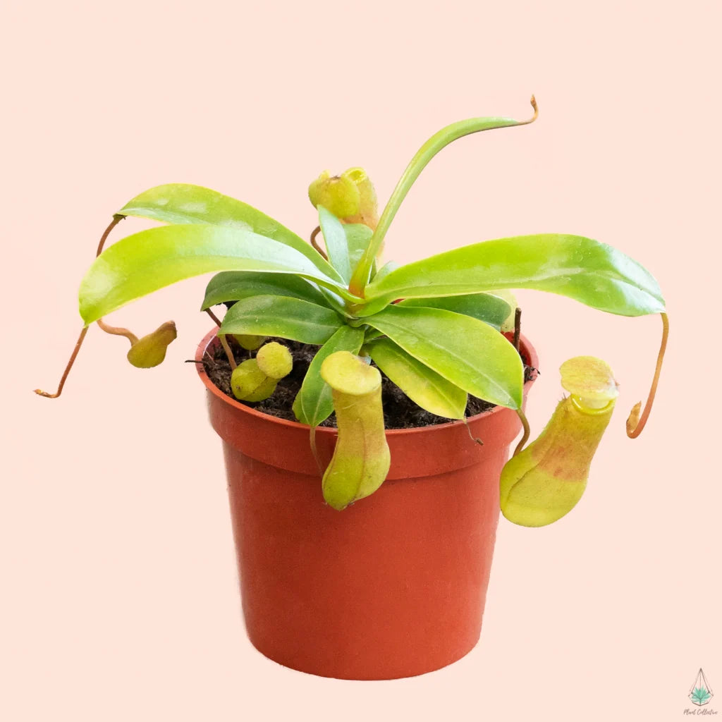 Nepenthes ventricosa