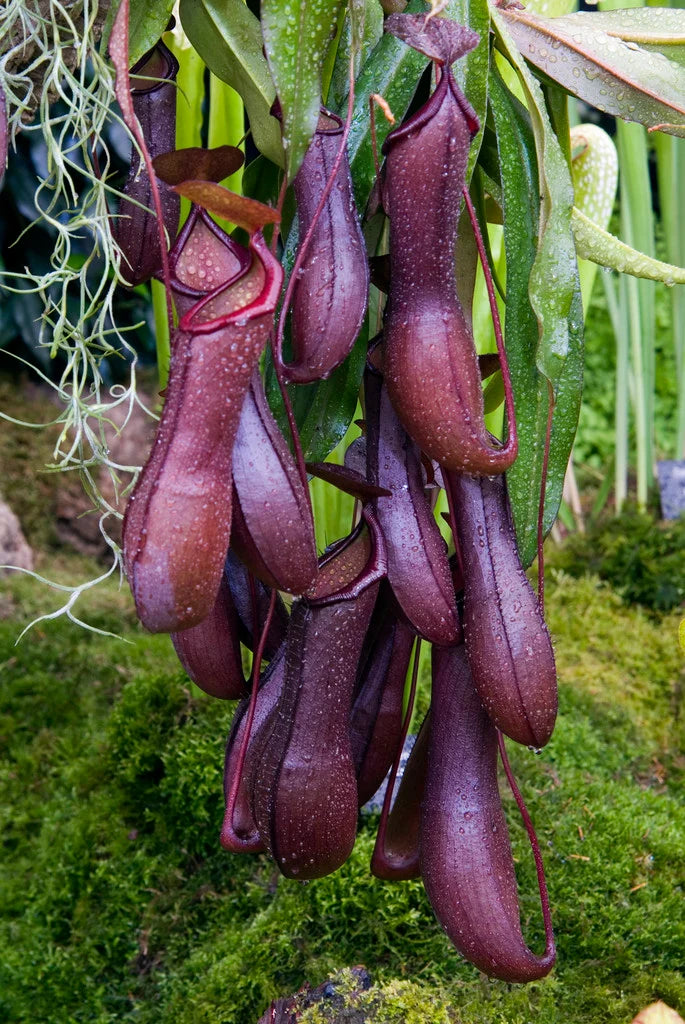 Nepenthes Rebecca Soper (N. ventricosa x gracillima)