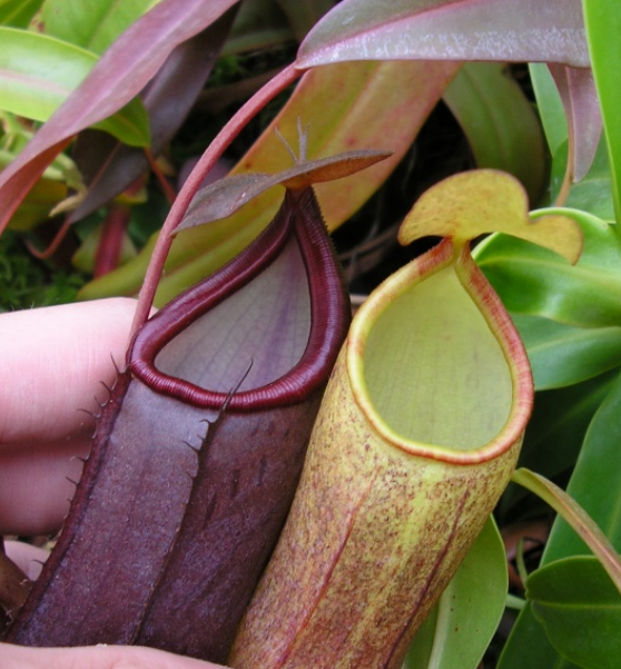 Nepenthes Rebecca Soper (N. ventricosa x gracillima)