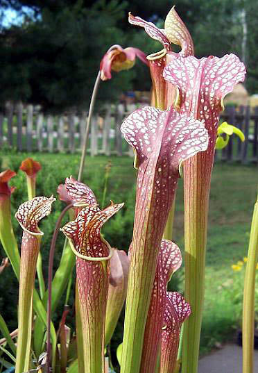 Sarracenia 'Rococo'