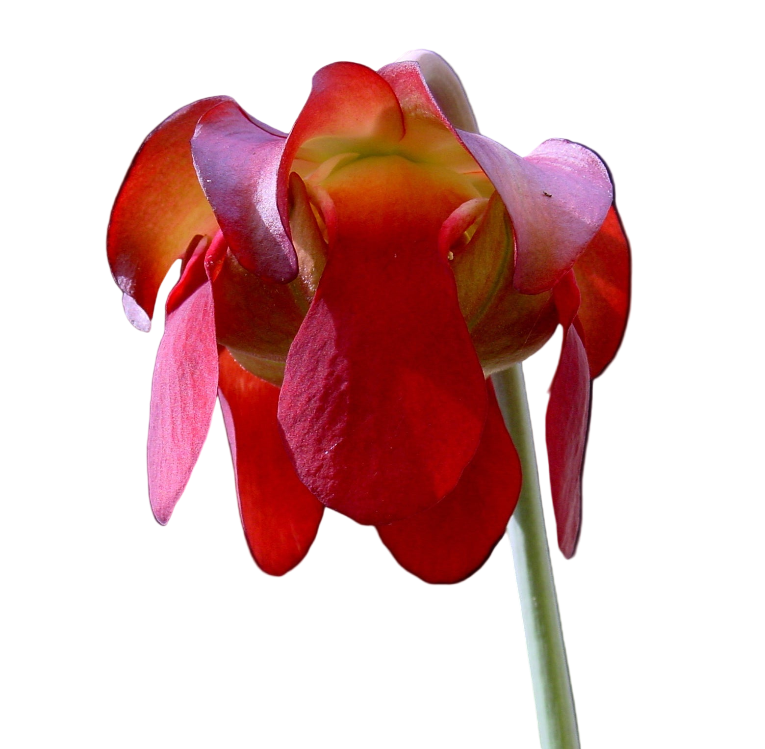 Sarracenia leaucophylla (White-Topped Pitcher Plant)