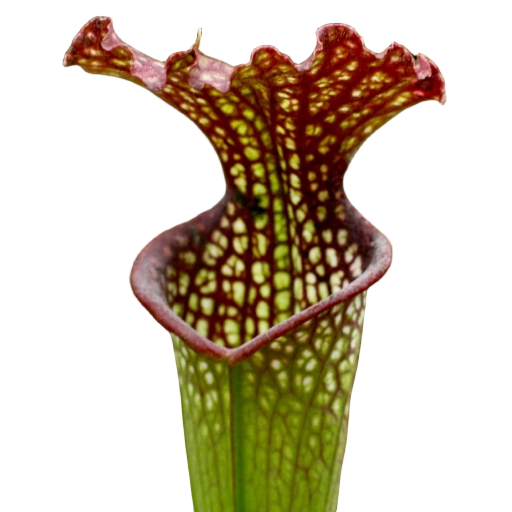 Sarracenia readii