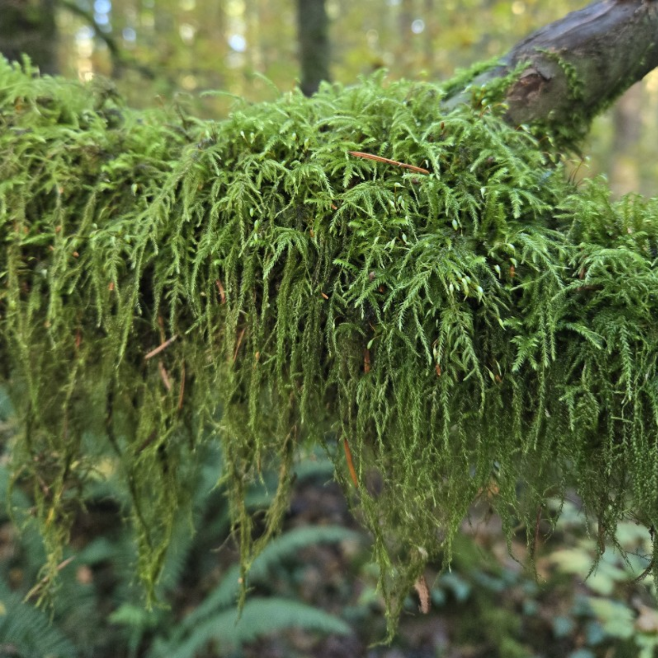 Live Assorted Forest Moss