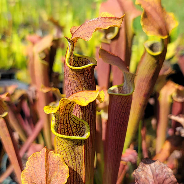 Sarracenia rubra ssp. wherryi (Wherry's Sweet Pitcher Plant)