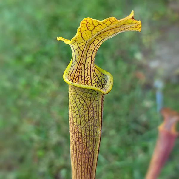Sarracenia rubra ssp. wherryi (Wherry's Sweet Pitcher Plant)