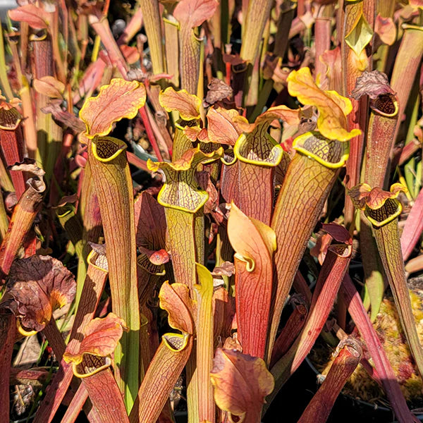 Sarracenia rubra ssp. wherryi (Wherry's Sweet Pitcher Plant)
