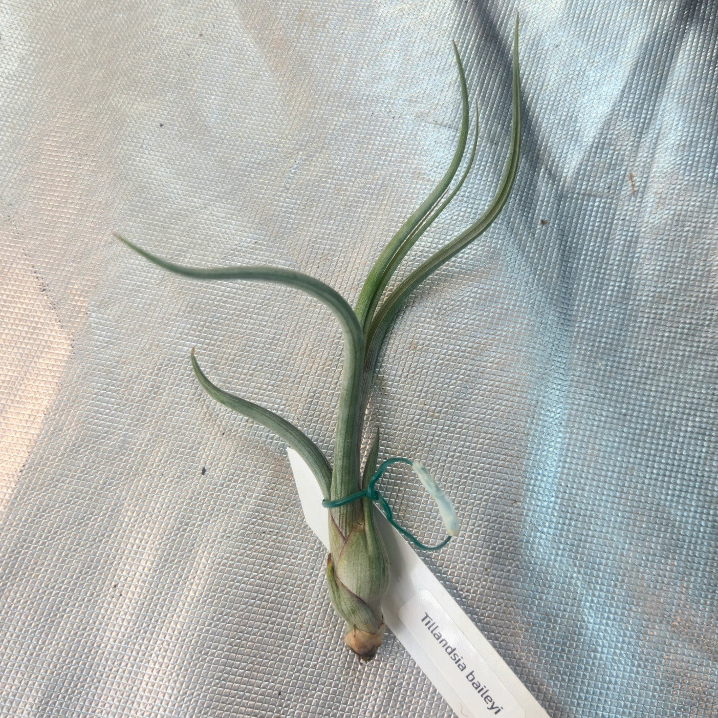 Tillandsia baileyi | Bailey's ball moss