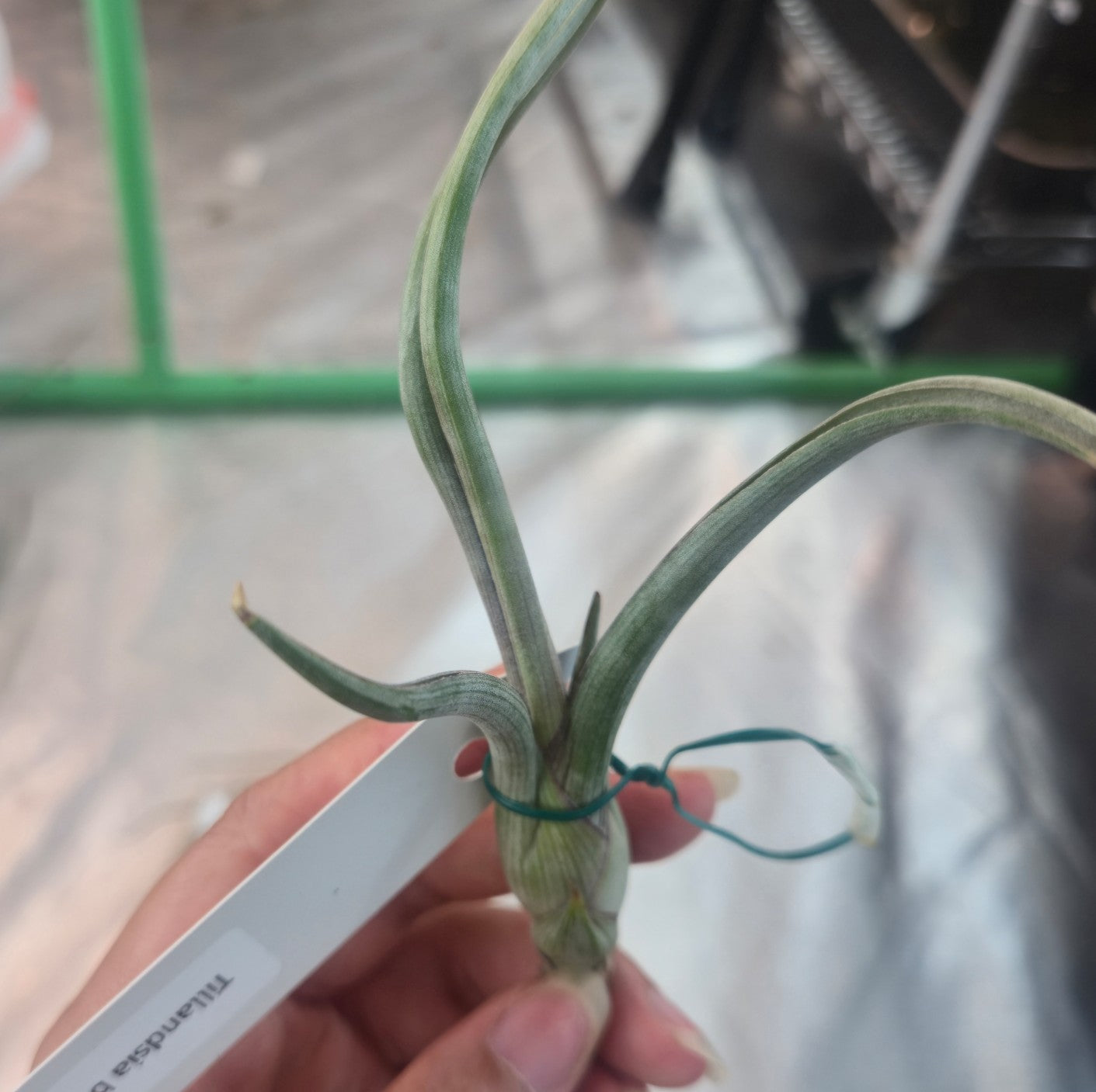 Tillandsia baileyi | Bailey's ball moss