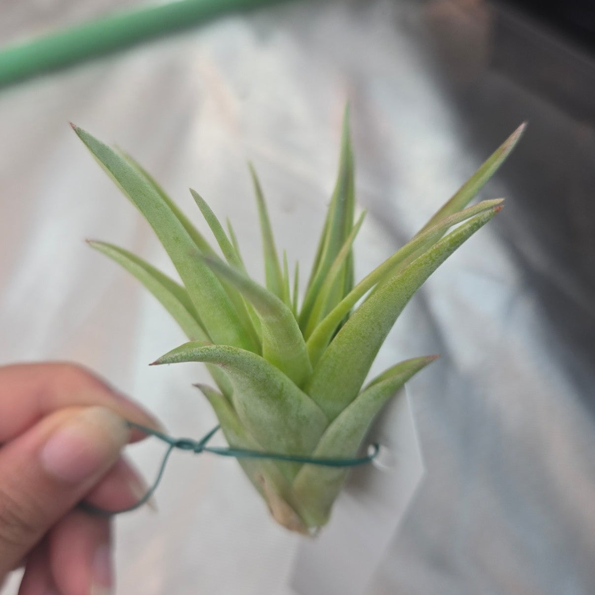 Tillandsia brachycaulos multiflora