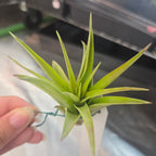 Tillandsia brachycaulos var. multiflora air plant with a lush green rosette