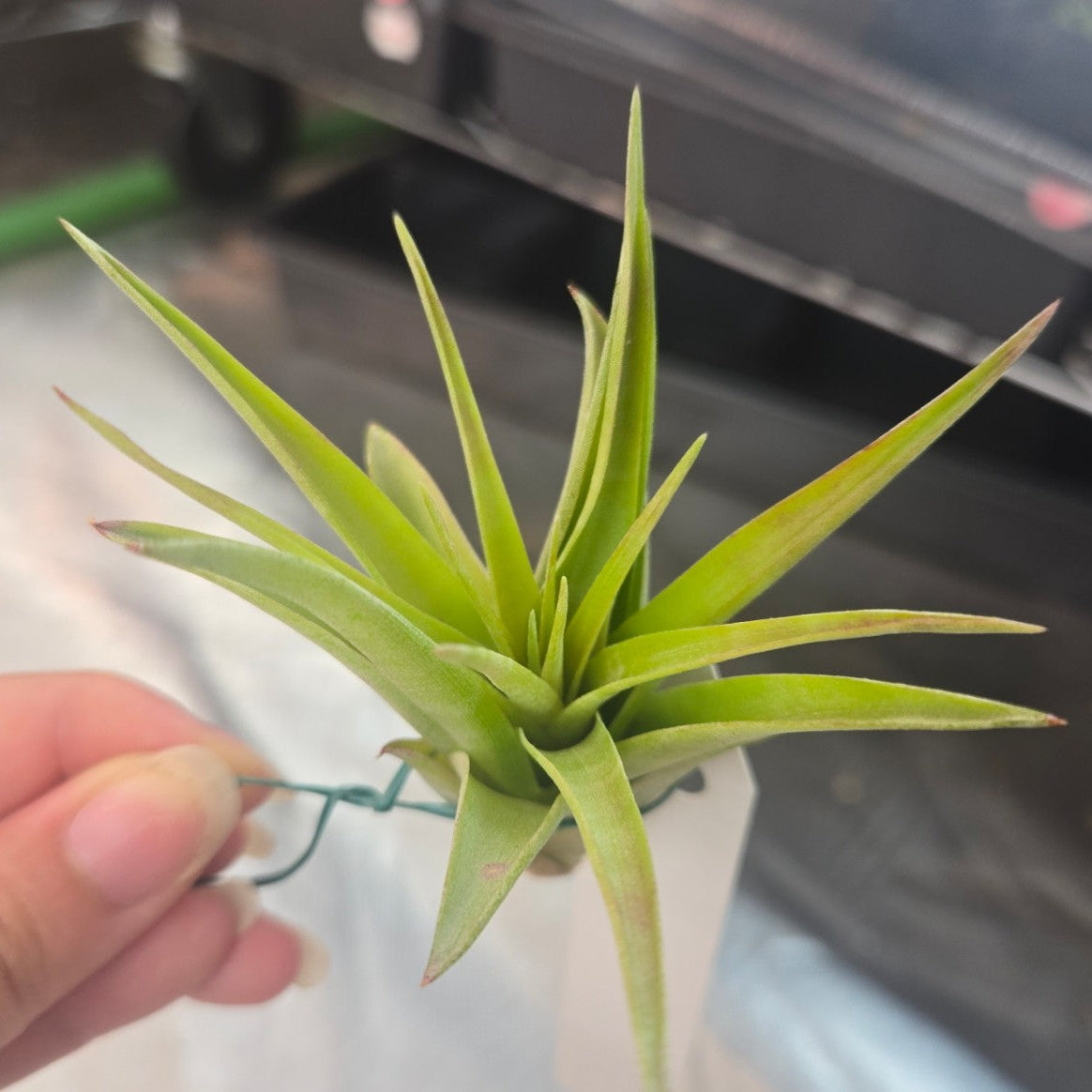 Tillandsia brachycaulos multiflora