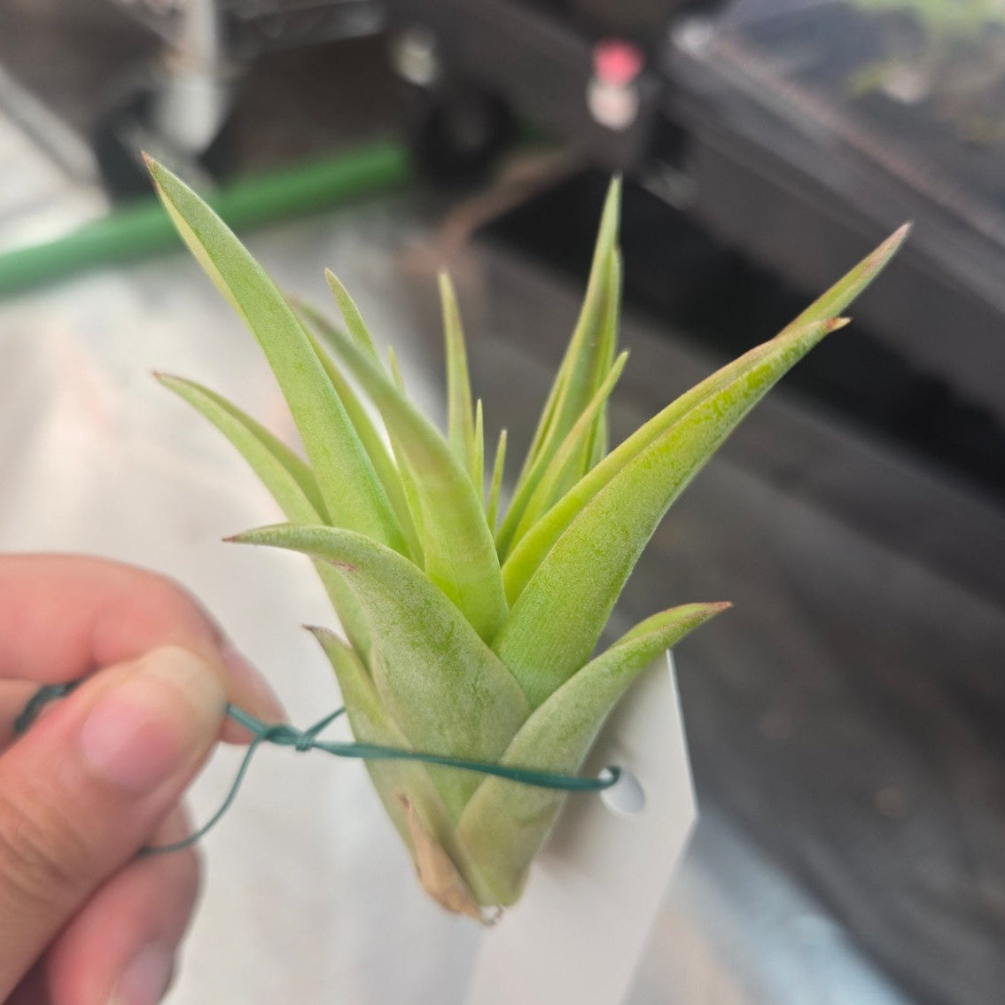 Tillandsia brachycaulos multiflora