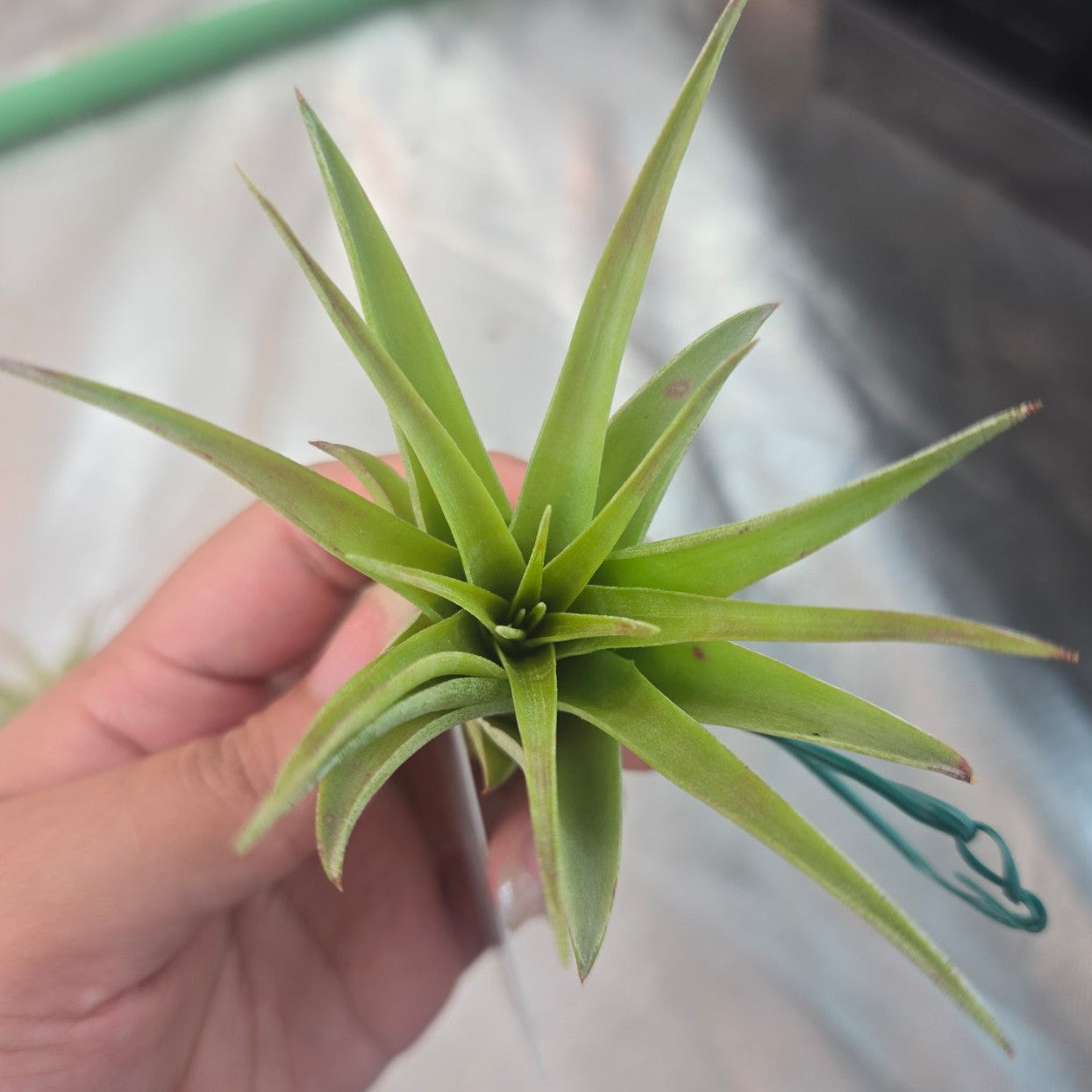 Tillandsia brachycaulos multiflora