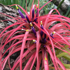 Tillandsia brachycaulos var. multiflora air plant in bloom, bright red leaves with purple flowers