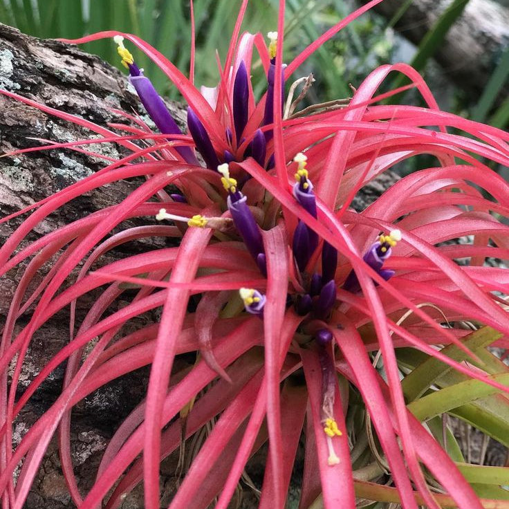 Tillandsia brachycaulos multiflora