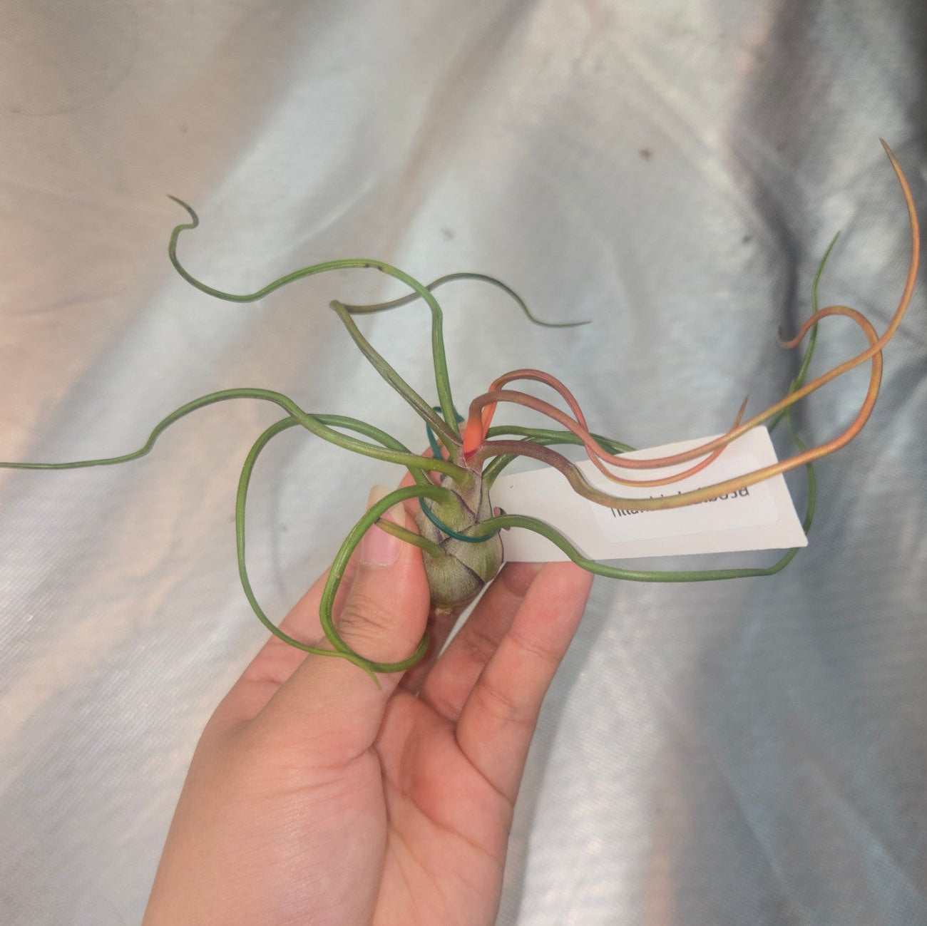 Tillandsia bulbosa
