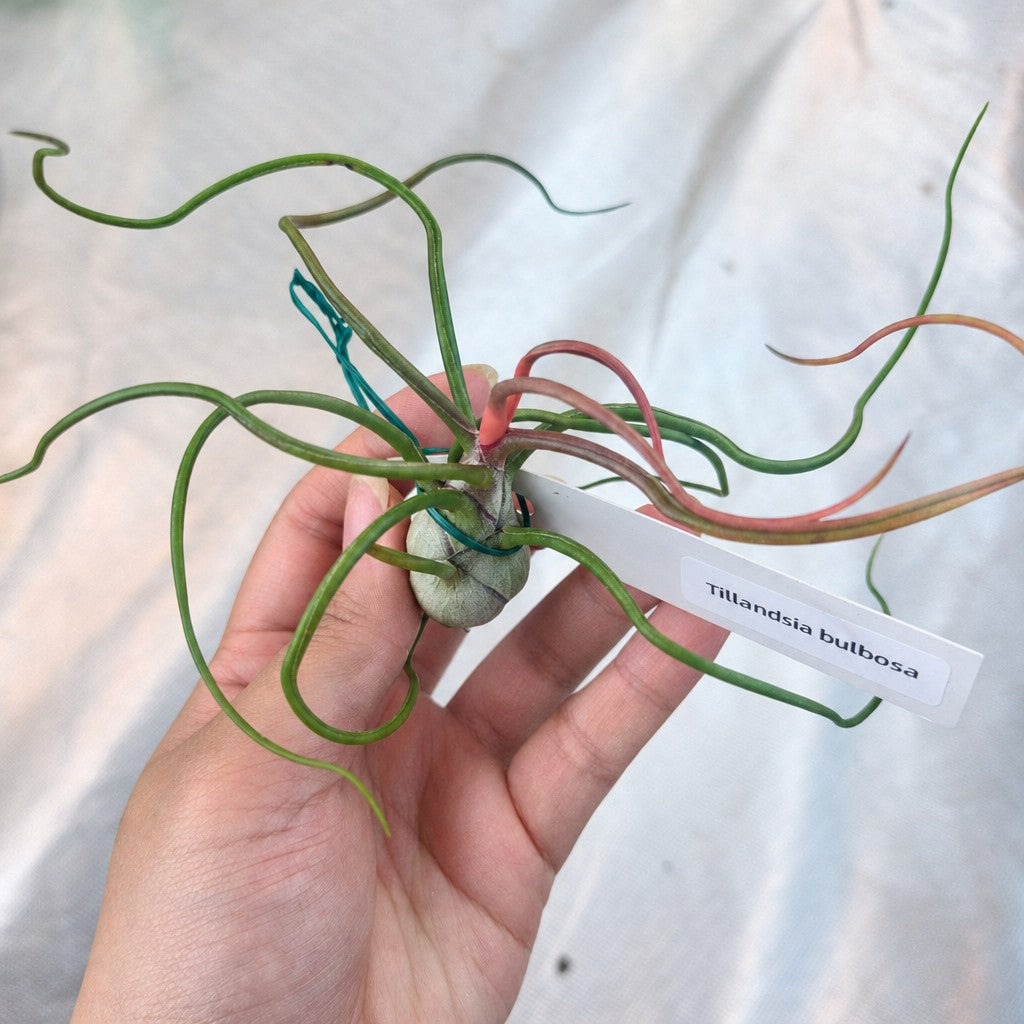 Tillandsia bulbosa air plant held in a hand, long tentacle-like leaves curling outward