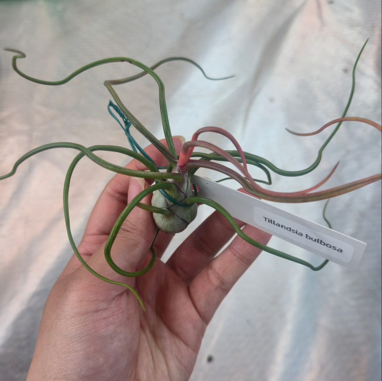 Tillandsia bulbosa