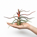 Tillandsia bulbosa air plant resting on an open palm, with a red flower spike and twisting leaves