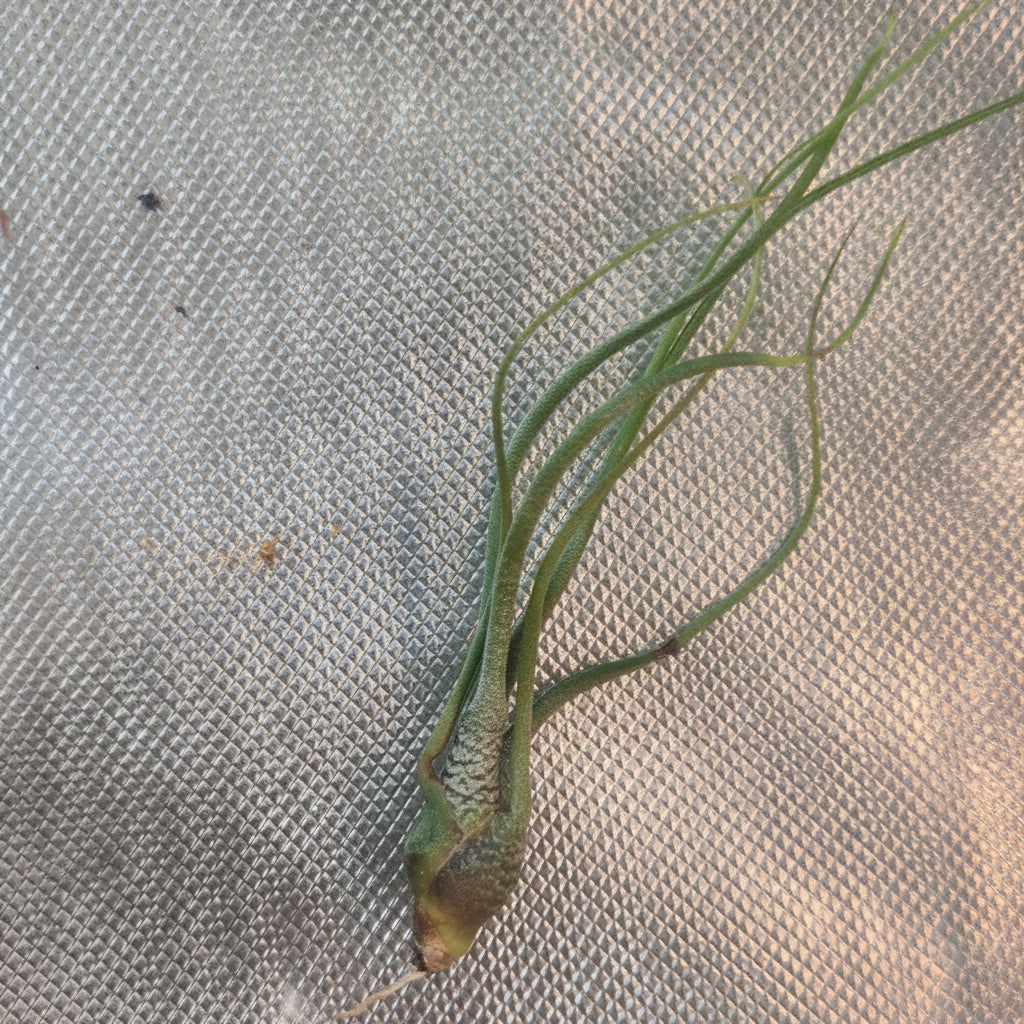 Tillandsia butzii