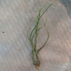 Single Tillandsia butzii air plant showing its slender leaves and mottled base